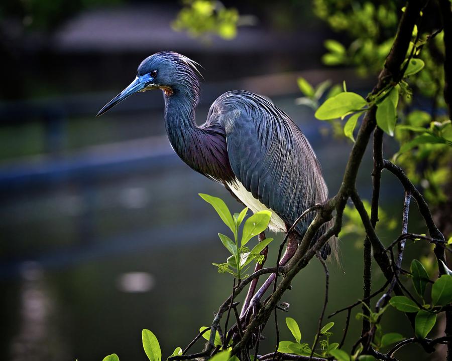 Posing Tri-colored Heron during mating season Photograph by Ronald Lutz