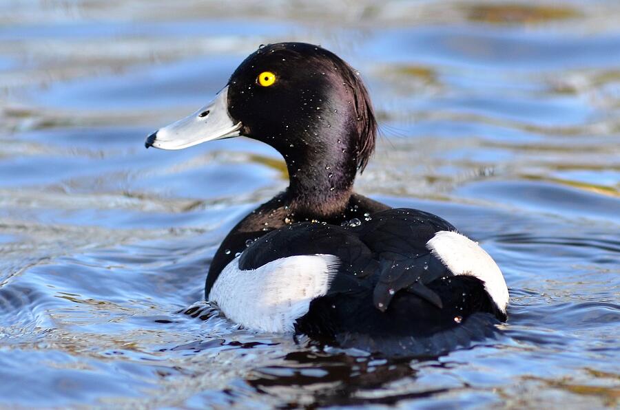 Duck Photograph - Posing Tufted Duck by Neil R Finlay