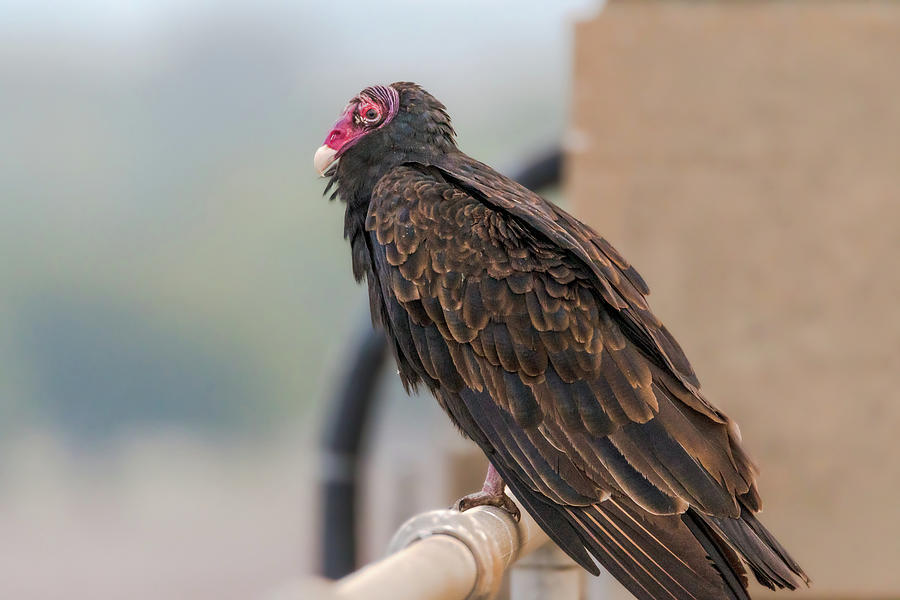 Posing Turkey Vulture Photograph by Debra Martz