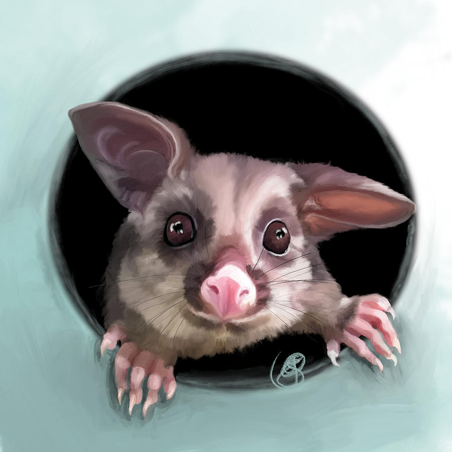 Possum Digital Art by Ginette Eysink | Pixels