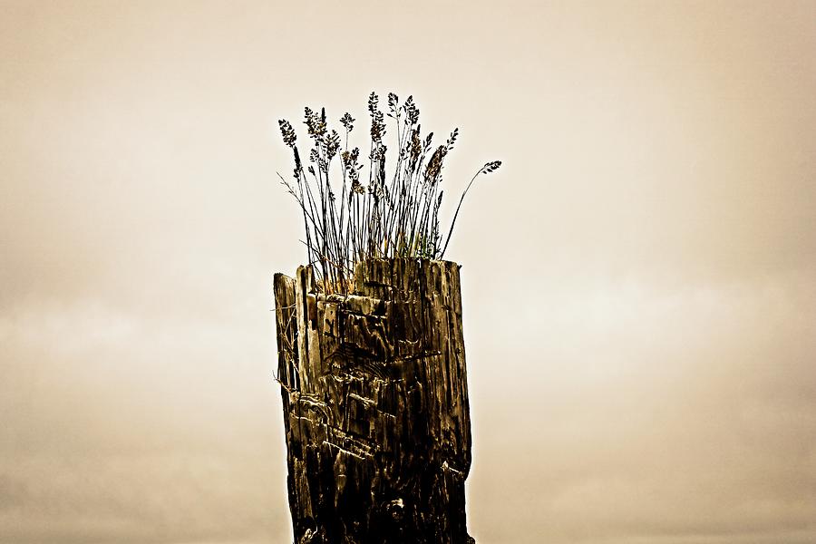 Post Grass Digital Art by David Desautel