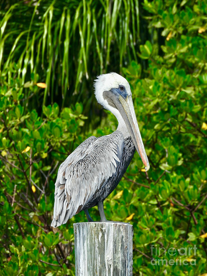 Postal Pelican Photograph by Beth Myer Photography