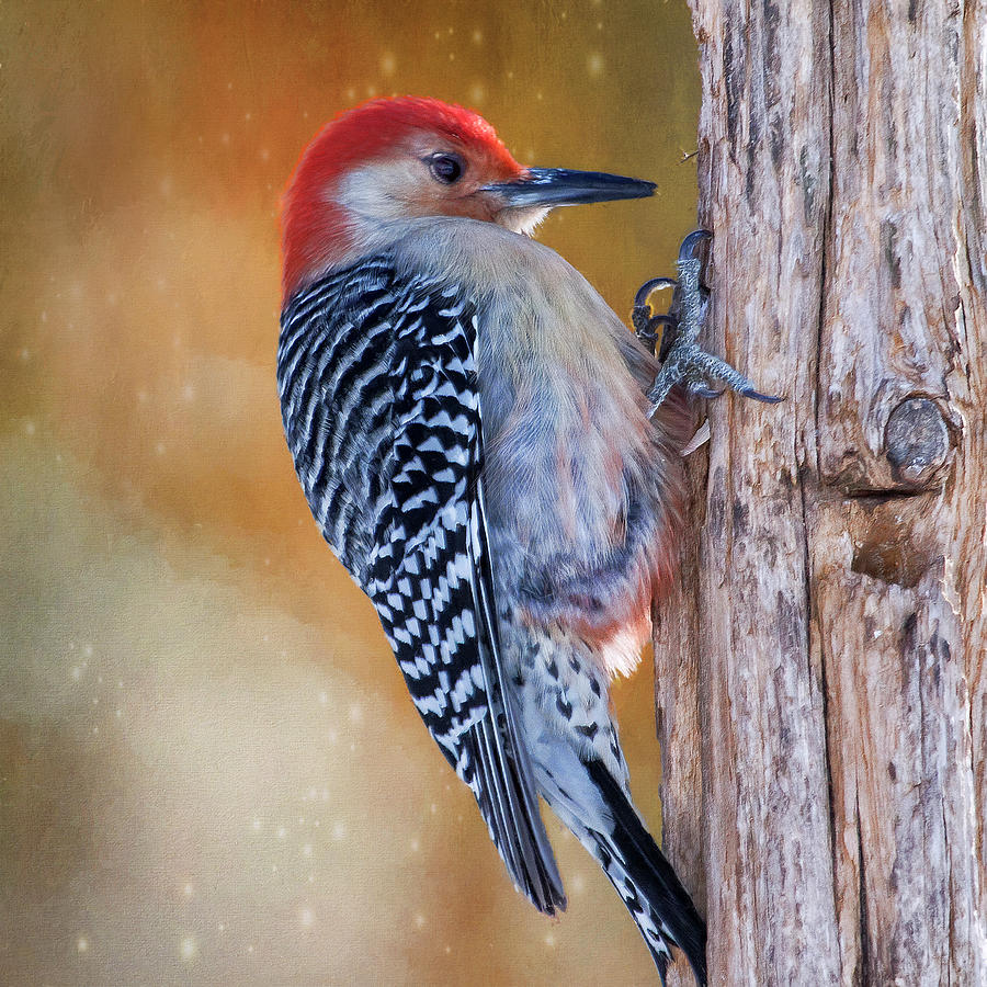 Posted Woody Fluffed Photograph by Bill and Linda Tiepelman