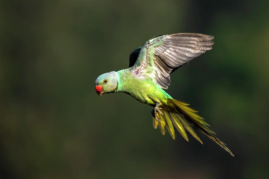 Poster Perfect - Parakeet Photograph by Ramabhadran Thirupattur