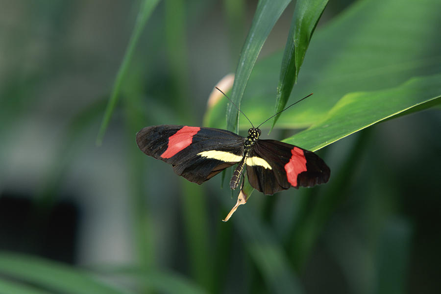 Postman butterfly Photograph by Comstock Images