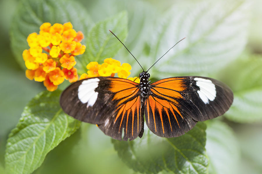 Postman butterfly - heliconius melpomene Photograph by Jacky Parker Photography