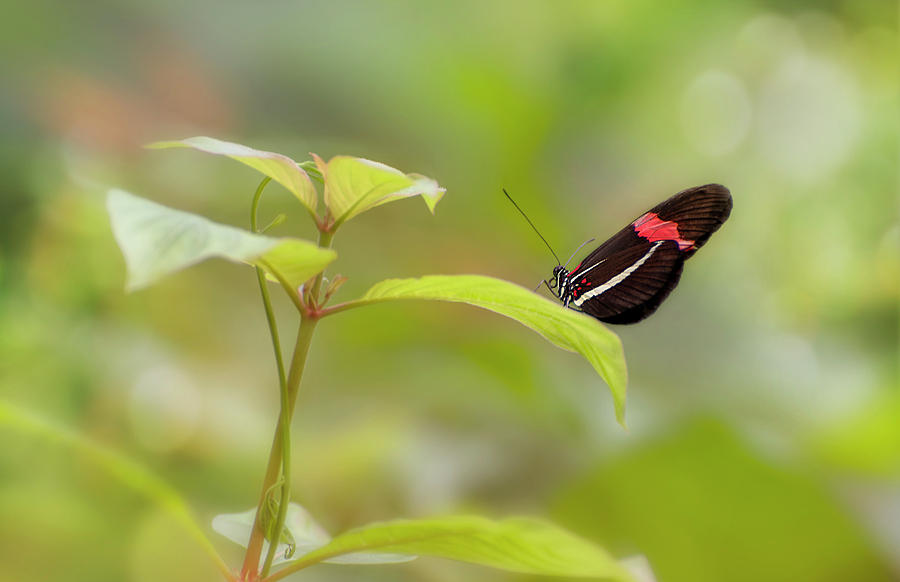 Postman Butterfly Photograph by John Poon