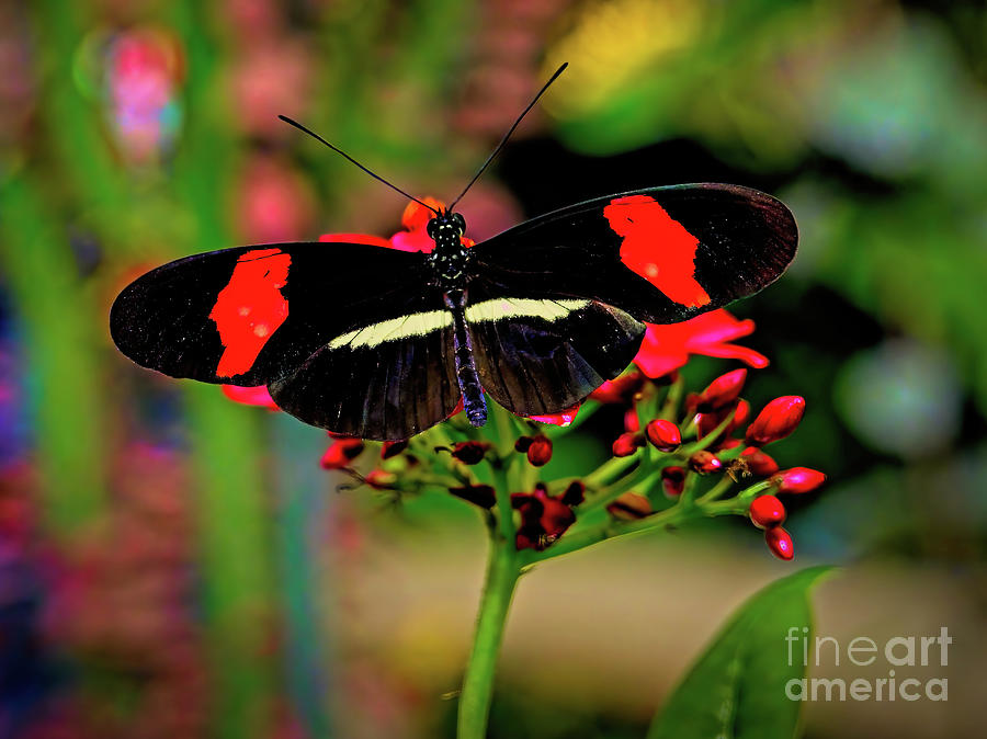 Postman Butterfly Photograph by Jon Burch Photography