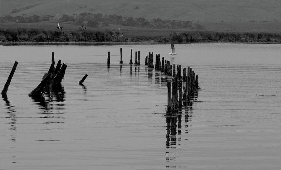 Posts in the Water in a Circular Pattern Photograph by James C Richardson