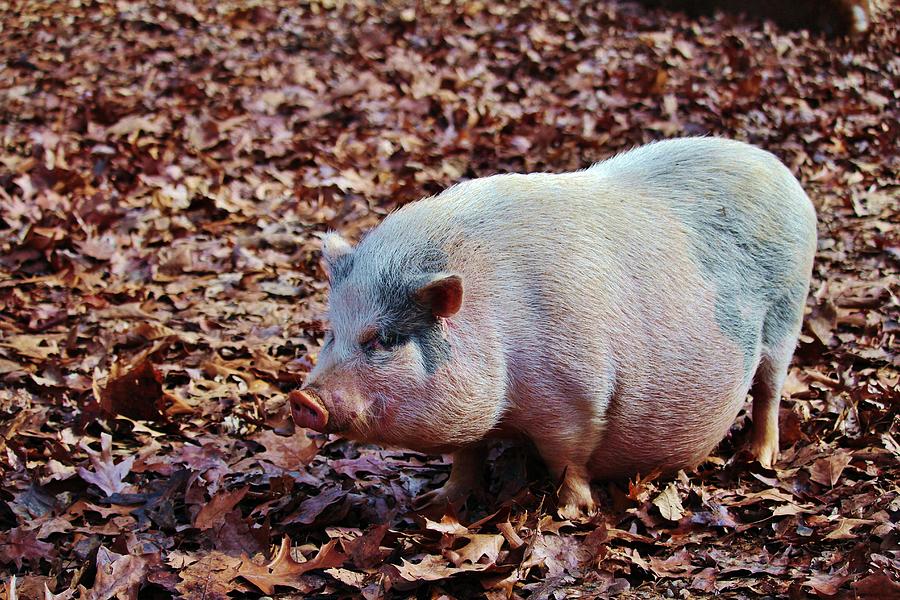 Pot-bellied Pig Photograph by Cynthia Guinn