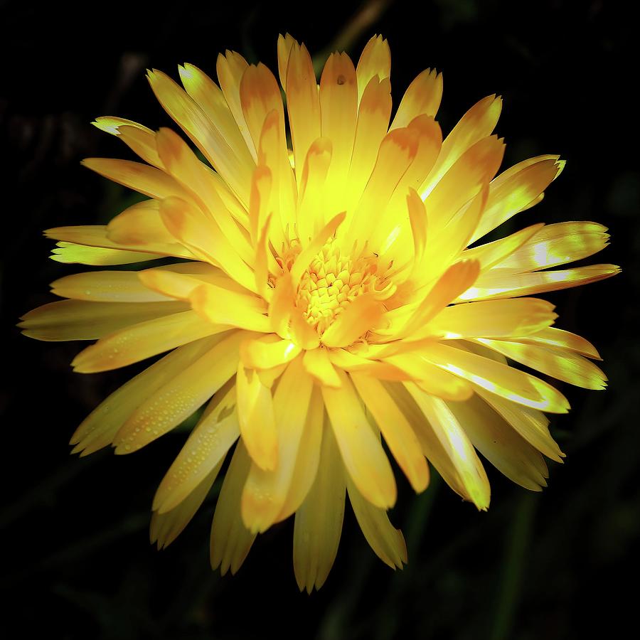 Flowers Still Life Photograph - Pot Marigold 1 - Dramatic by Daniel Beard
