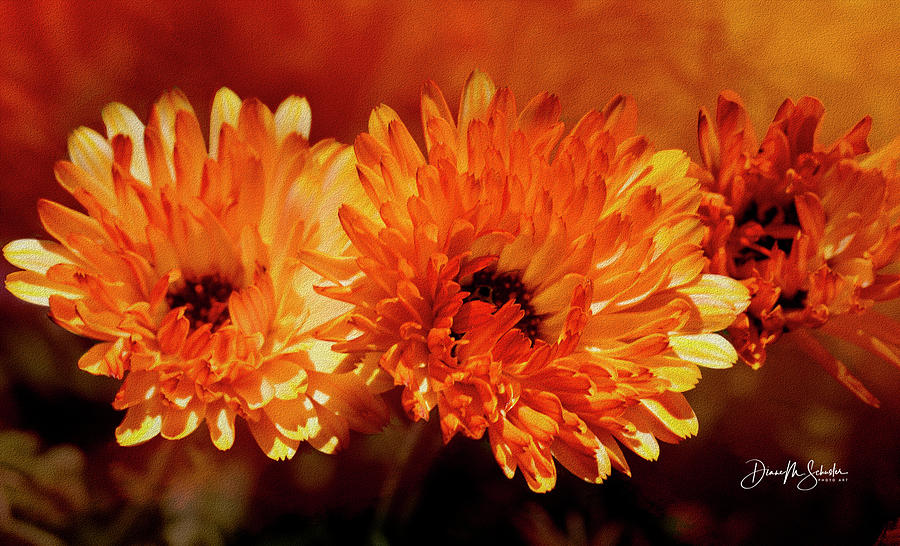 Pot Marigold or Calendula Photograph by Diane Schuster