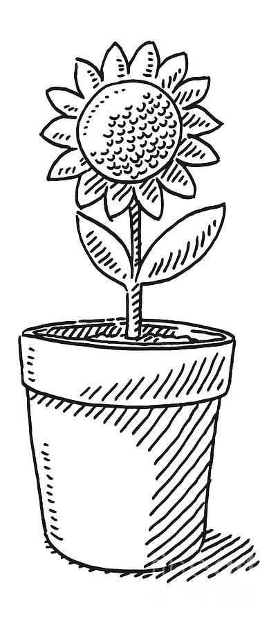 Pot Plant Flower Drawing Drawing by Frank Ramspott - Fine Art America