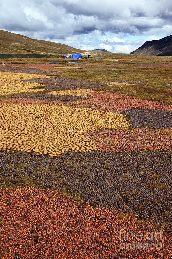  Potato art in the Andes Photograph by James Brunker