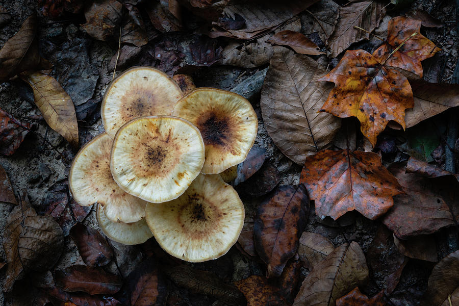 Potato Chips in the Forest? Photograph by Todd Henson