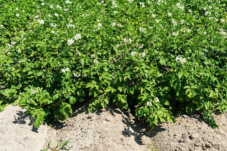 Potato field in bloom Photograph by Pressdigital