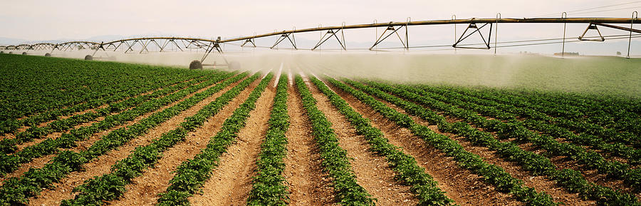 Potato field irrigation Photograph by Timothy Hearsum