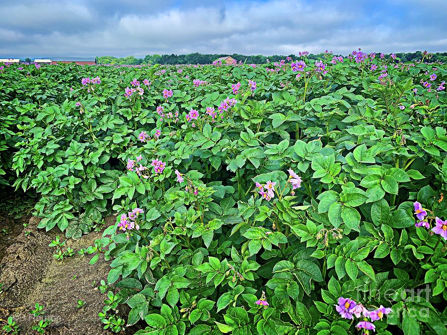 Potato Fields Pink Flowers Digital Art by Dee Flouton
