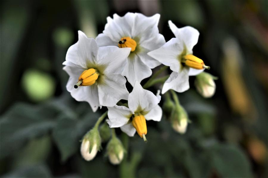 Potato Plant Flower Photograph by Yolanda Caporn
