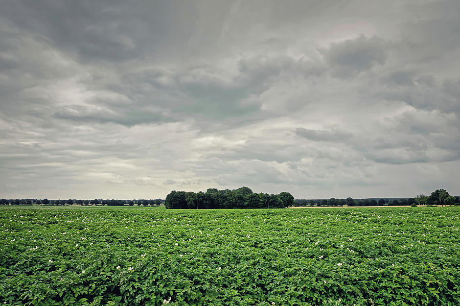 Potatoe Field in Drenthe Photograph by Maria Meester