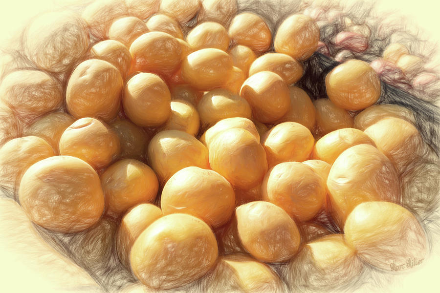 Potatoes In Sunlight Photograph