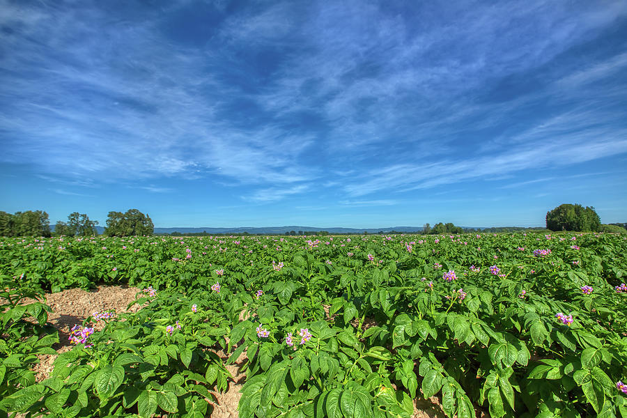 Potatoes as far as the eye can see Photograph by Loyd Towe Photography