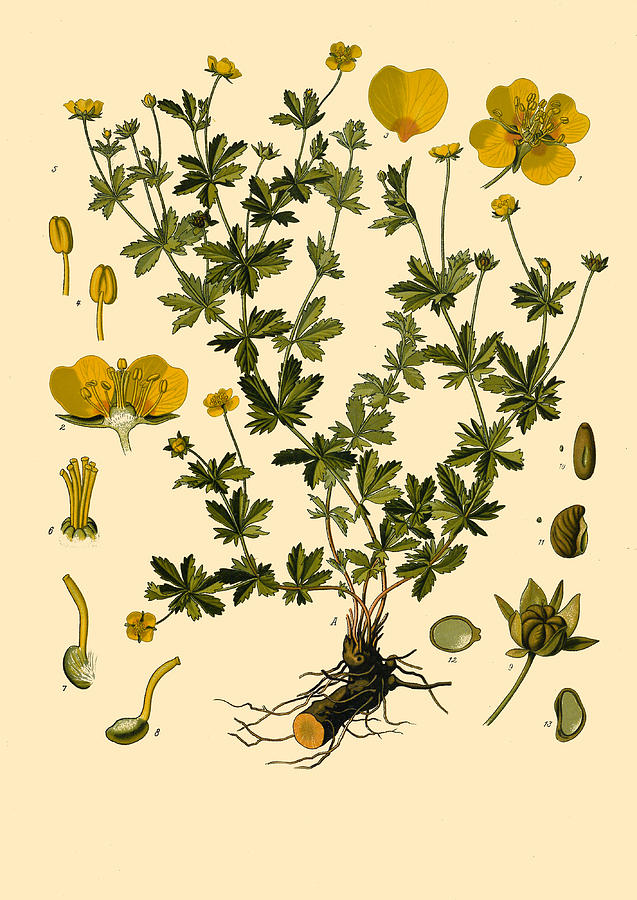 Potentilla erecta Drawing by Walther Otto Mueller