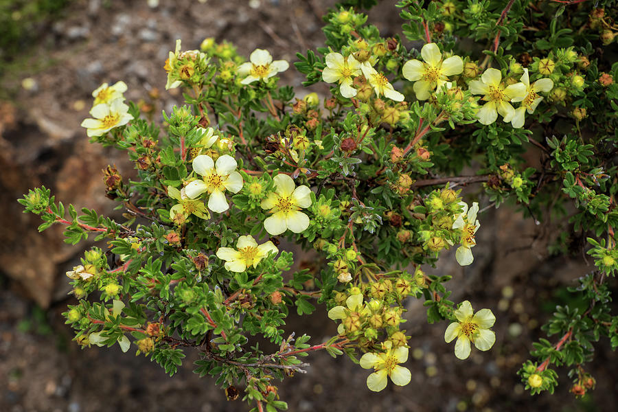 Potentilla Glabra Plant With Flowers And Buds Photograph by Artur Bogacki