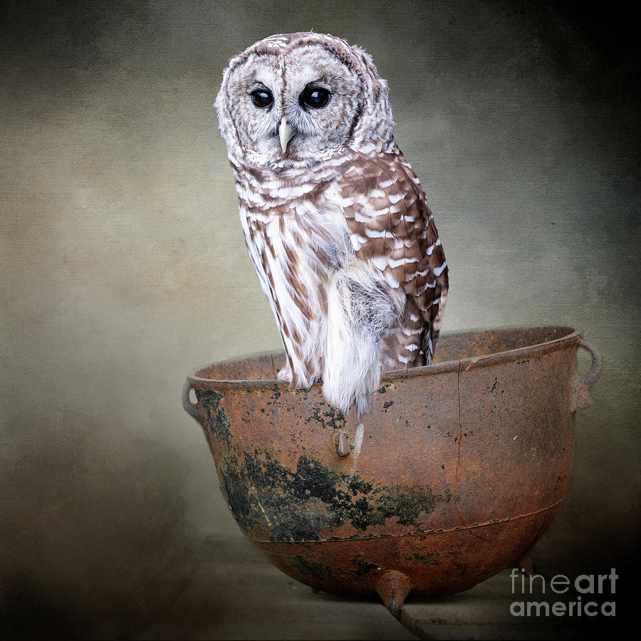 Potted Barred Owl Photograph by Ed Taylor