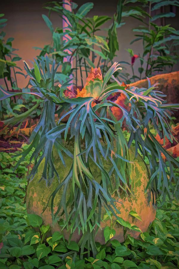 Potted Staghorn Fern in Buzsim Photograph by Roberta Byram