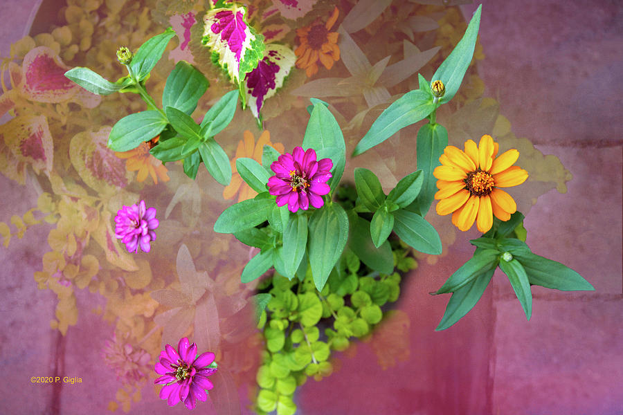Potted Flowers Color Burst Photograph by Paul Giglia