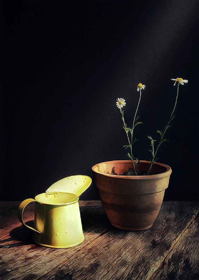 Potted Flowers Photograph by Mark Fuller