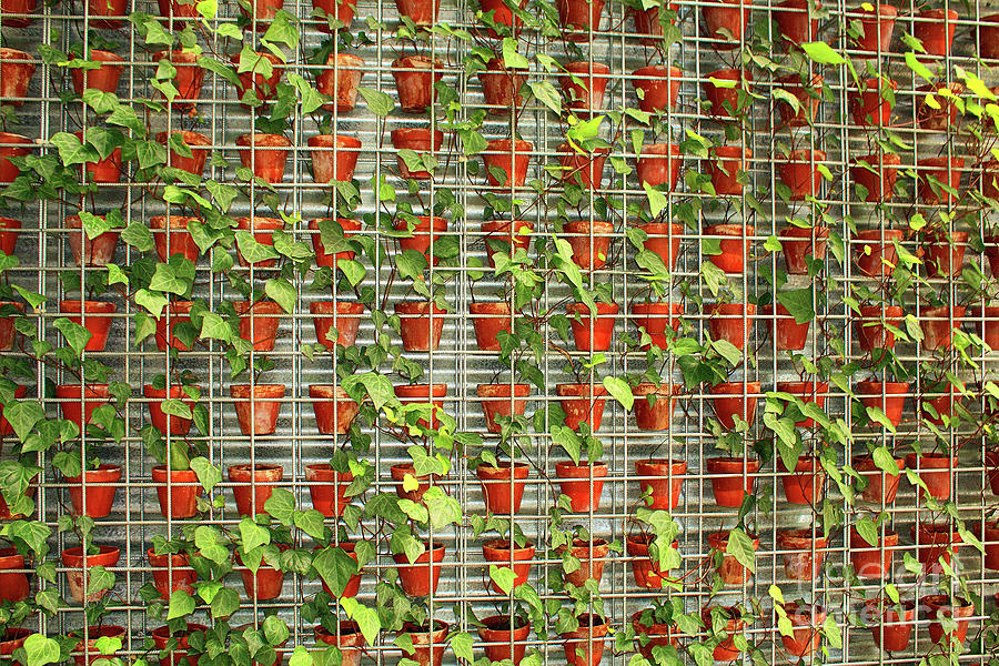 Potted Ivy Photograph by Elaine Teague
