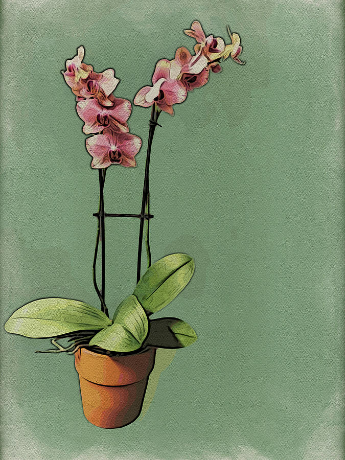 Potted Pink Orchid Photograph by Leslie Montgomery