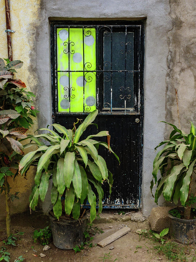 Potted plants by the door. Photograph by Rob Huntley