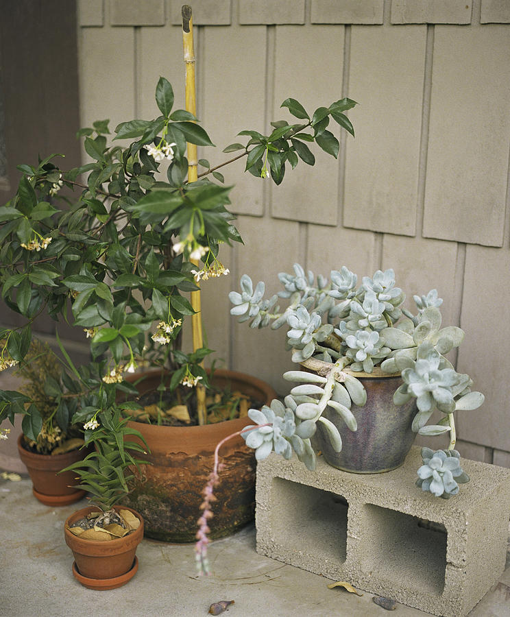 Potted plants Photograph by Heather Sullivan