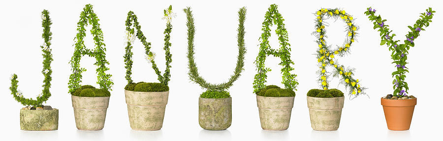 Potted plants spelling January Photograph by Lew Robertson