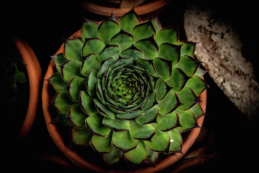 Potted Succulent Photograph by Cindy Robinson