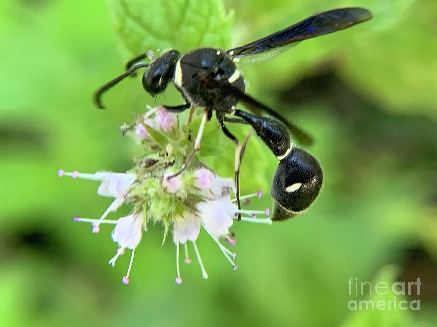 Potter Wasp Photograph by Catherine Wilson