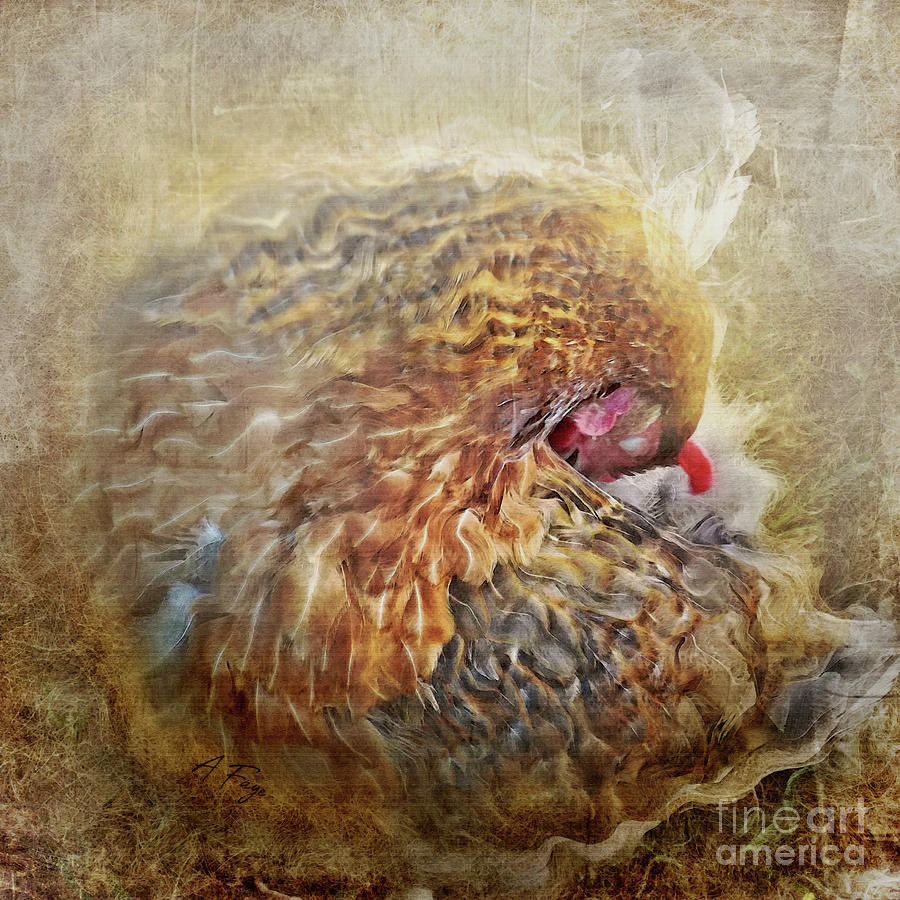 Poultry Passion Photograph