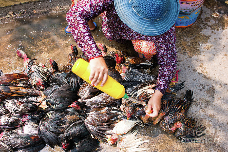 Poultry Vendor Photograph by Dean Harte