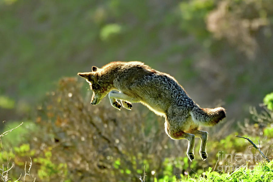 Pouncing Coyote Photograph by Amazing Action Photo Video
