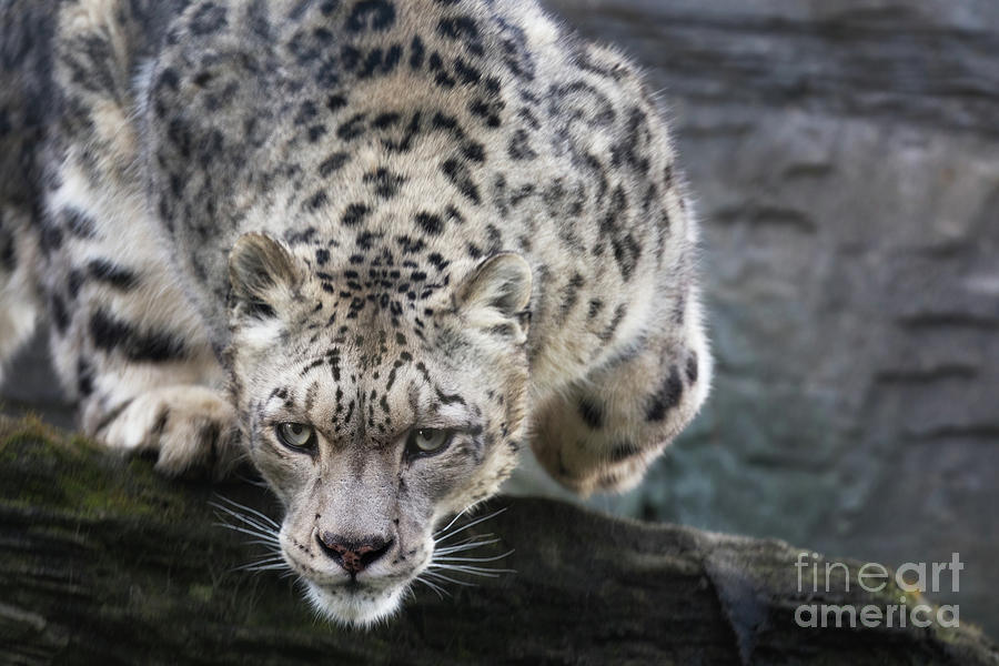 Pouncing snow leopard Photograph by Jane Rix