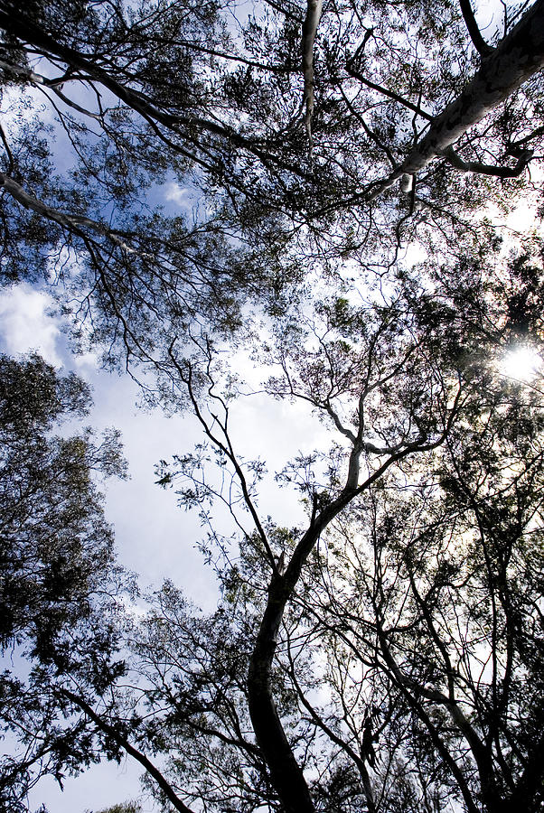 POV of treetops and blue sky Photograph by Lyn Holly Coorg