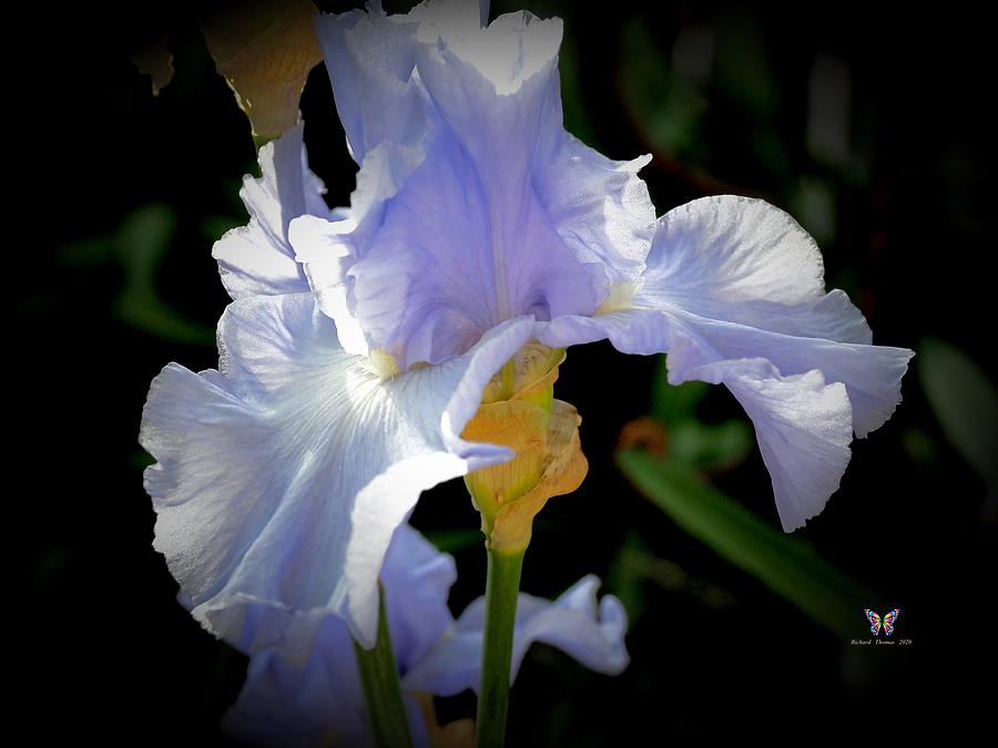 Powder Blue Iris Photograph by Richard Thomas