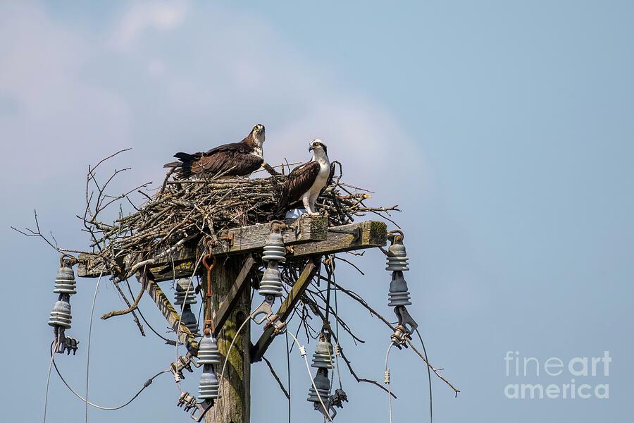 Bird Photograph - Power Couple by Jennifer Jenson