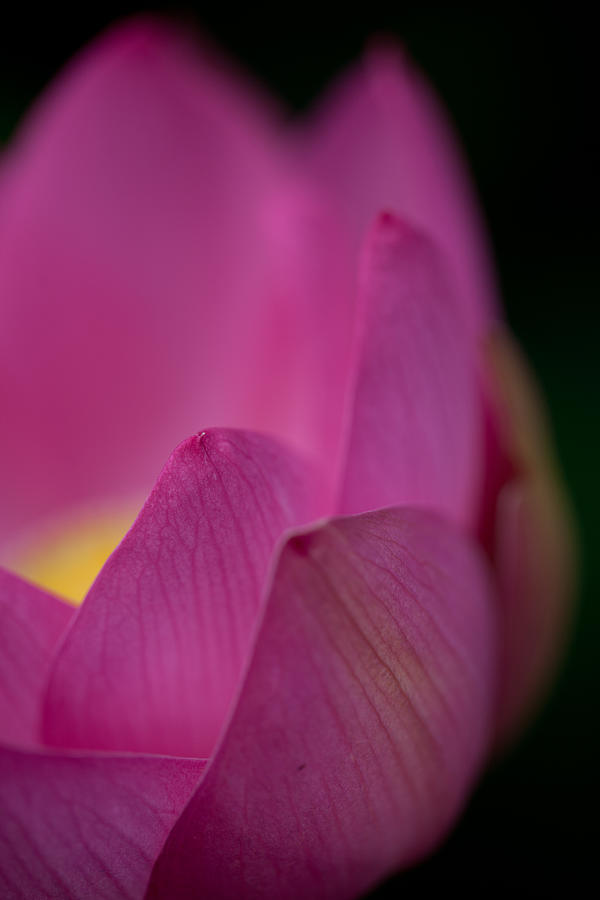 Power of Lotus Photograph by Satoshi Kawase