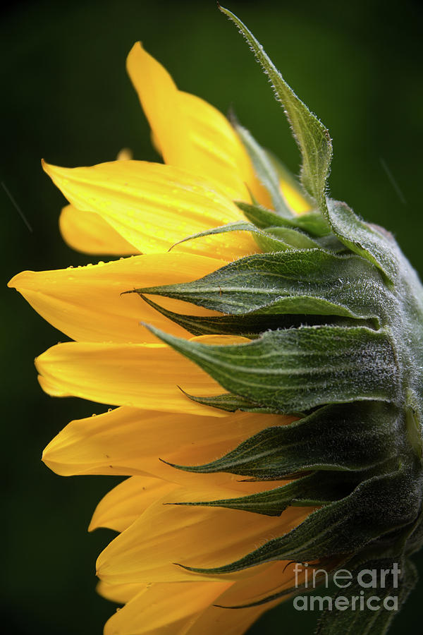 Power of the Sunflower Photograph by Deborah Klubertanz