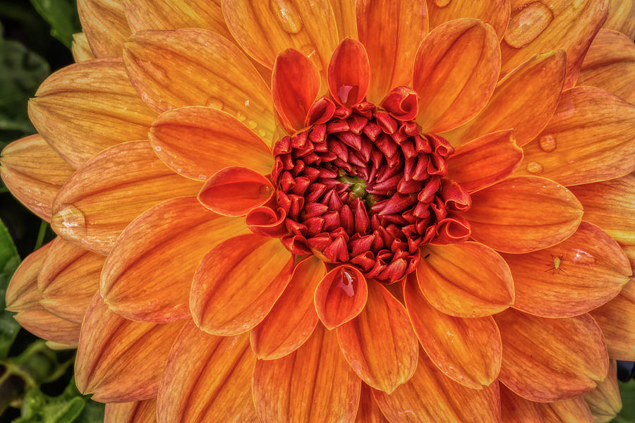 Power Orange Dahlia Photograph by Phillip Rubino