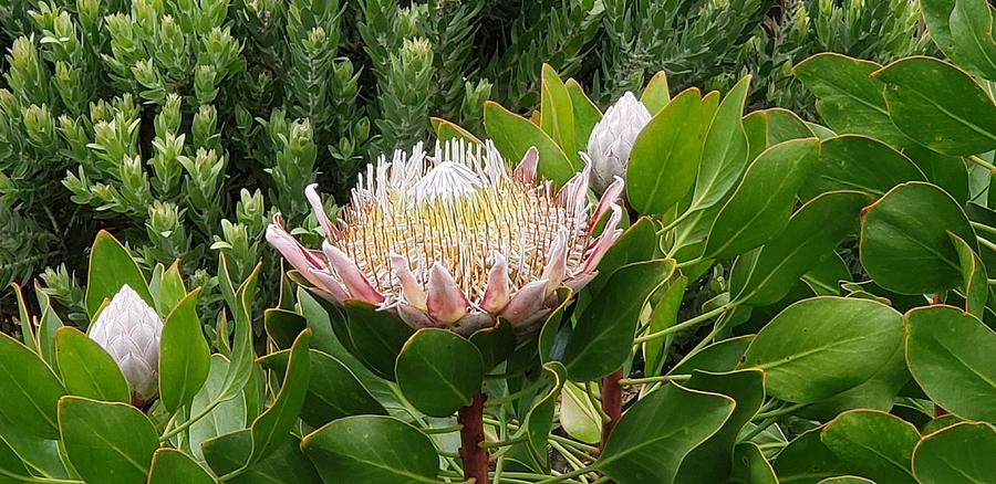 Power to the Protea Photograph by Aloha Nature Photos - Pixels